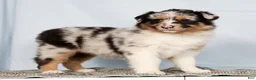 Australian Shepherd dogs for sale: Justin - Ad 1