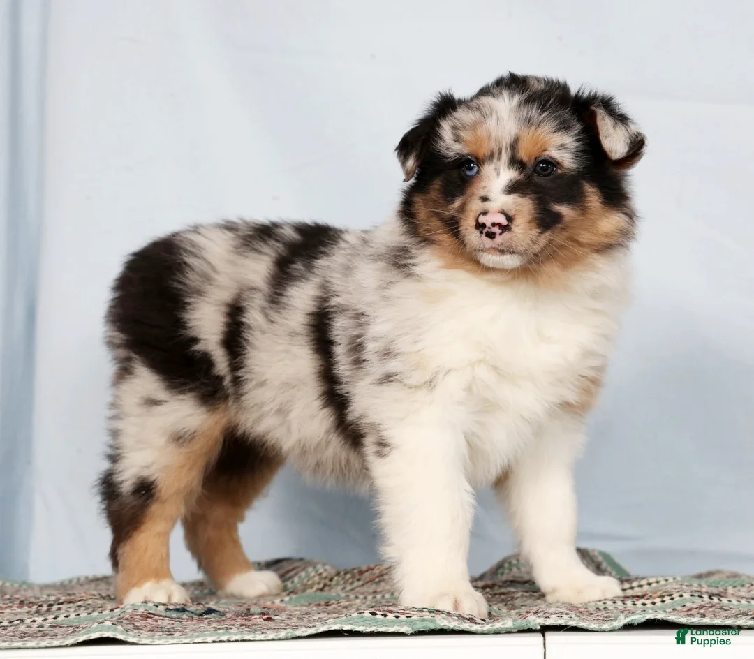 Australian Shepherd dogs for sale: Justin - Ad 1