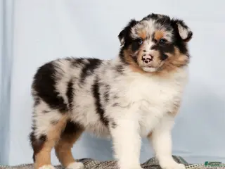 Australian Shepherd dogs for sale: Justin - Ad 2