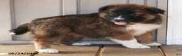 Mixed Breed dogs for sale: Carla - Ad 3