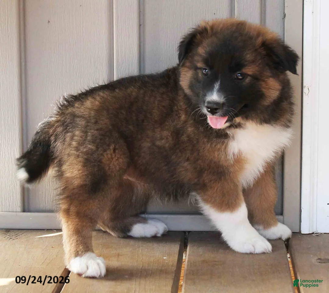 Mixed Breed dogs for sale: Carla - Ad 3