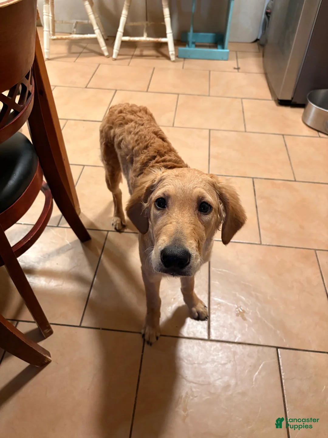 Golden Retriever dogs for sale: Golden Retriever Puppy 3 - Ad 2