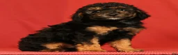 Miniature Poodle dogs for sale: Corey - Ad 3