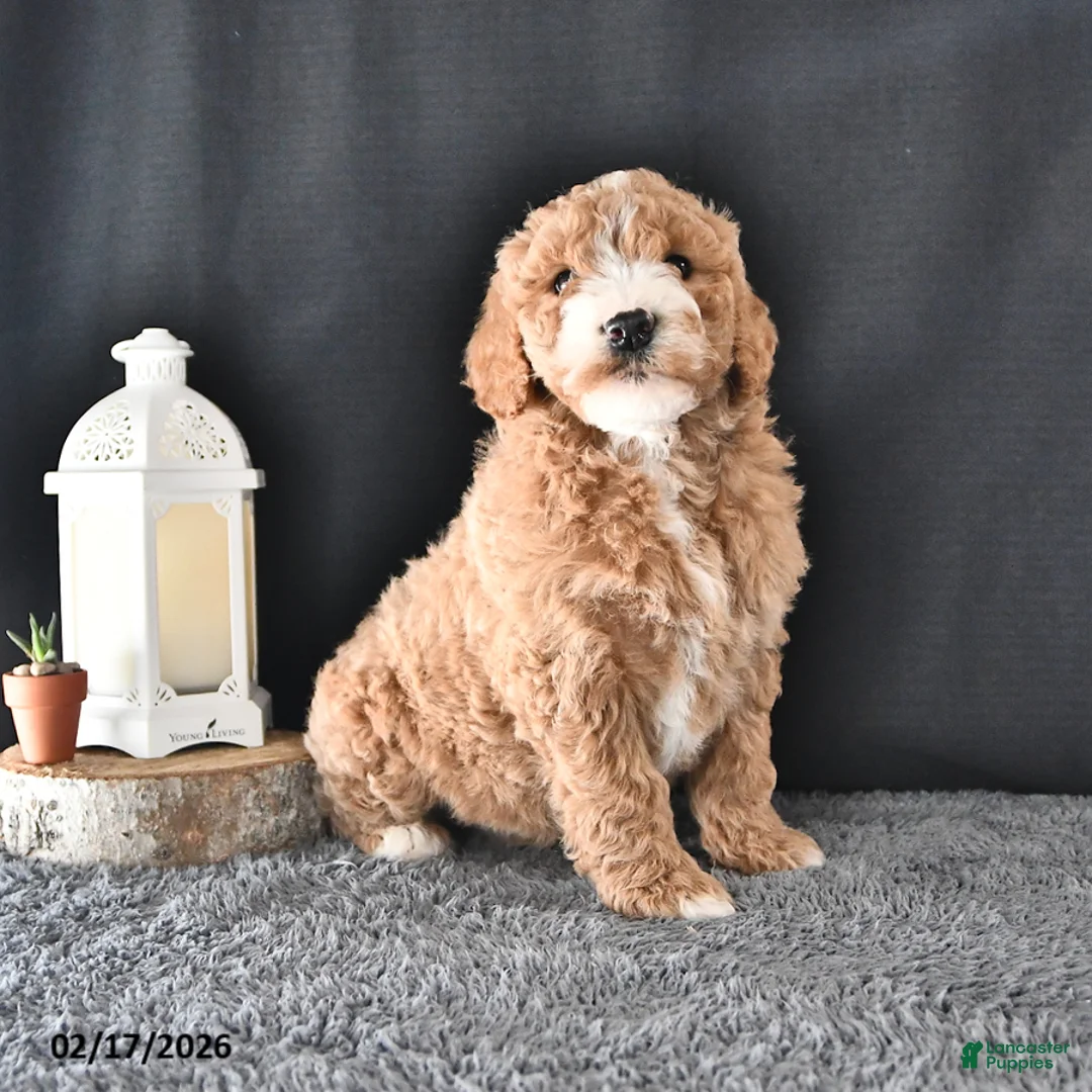 Mini Goldendoodle dogs for sale: Alex - Ad 1