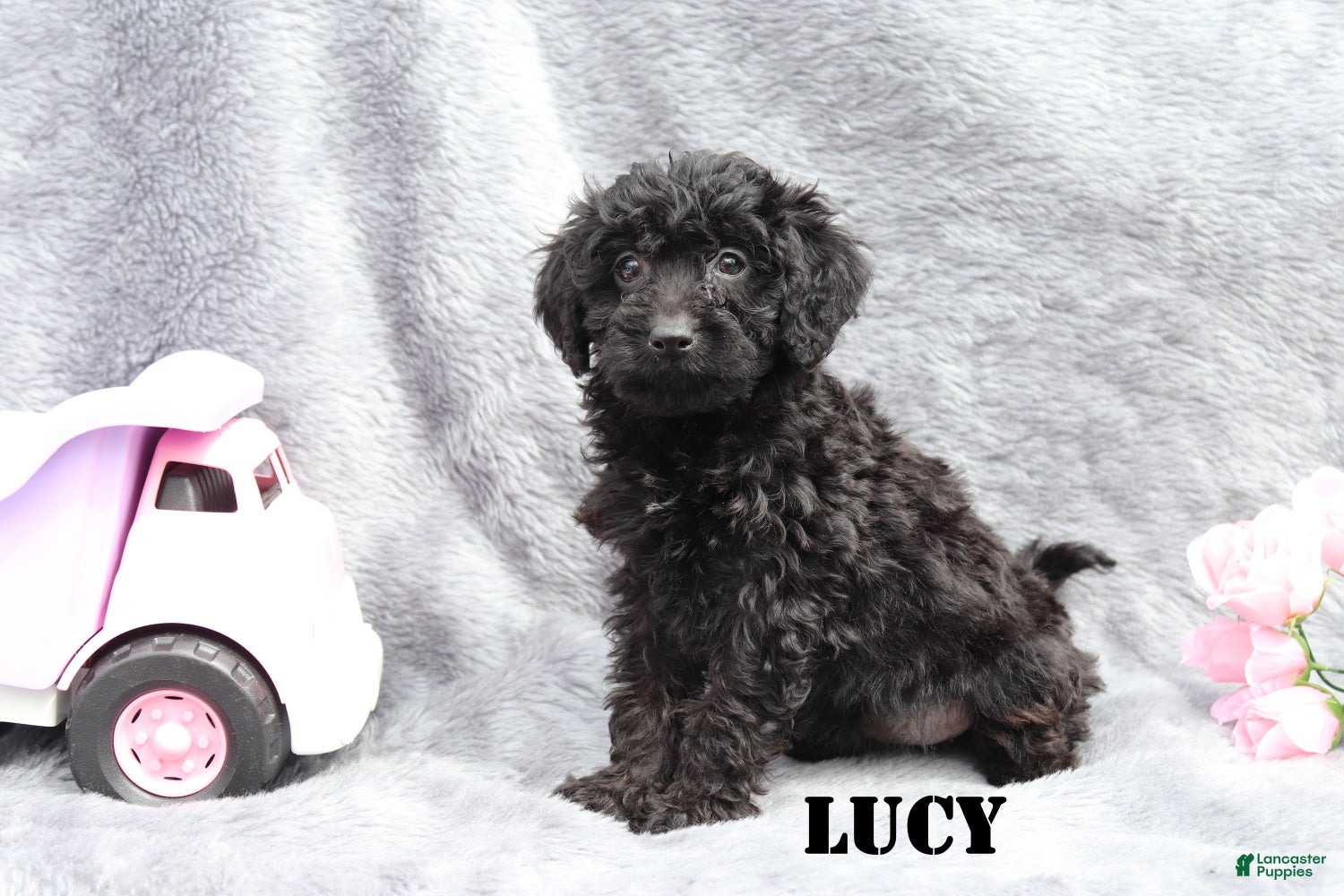 Lucy