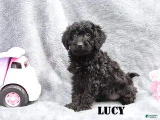 Mini Goldendoodle dogs for sale: Lucy - Ad 3