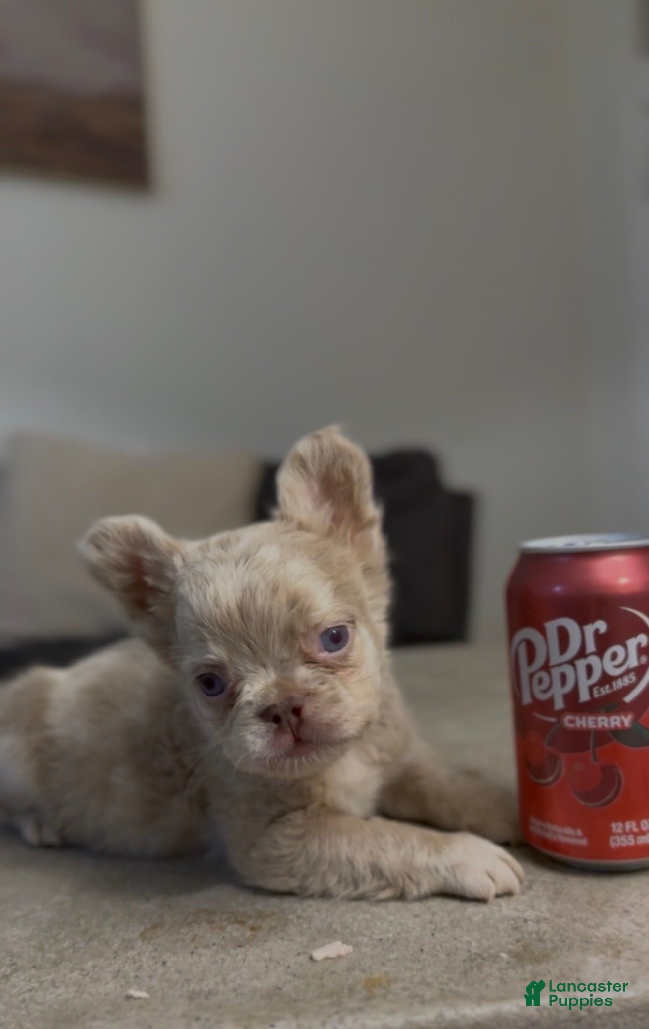 French Bulldog dogs French Bulldog Puppy 1 - Ad 7