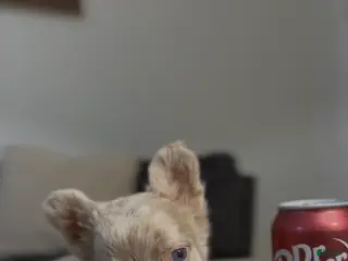 French Bulldog dogs French Bulldog Puppy 1 - Ad 7