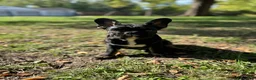French Bulldog dogs for sale: French Bulldog 1 - Ad 5