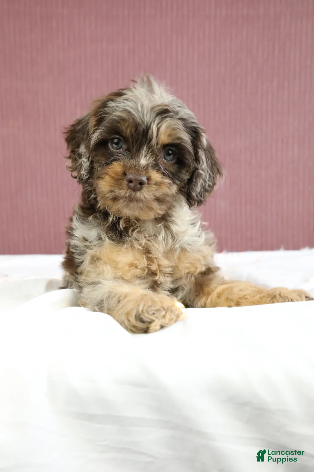 Cockapoo dogs for sale: Magnolia 🌸 - Ad 1