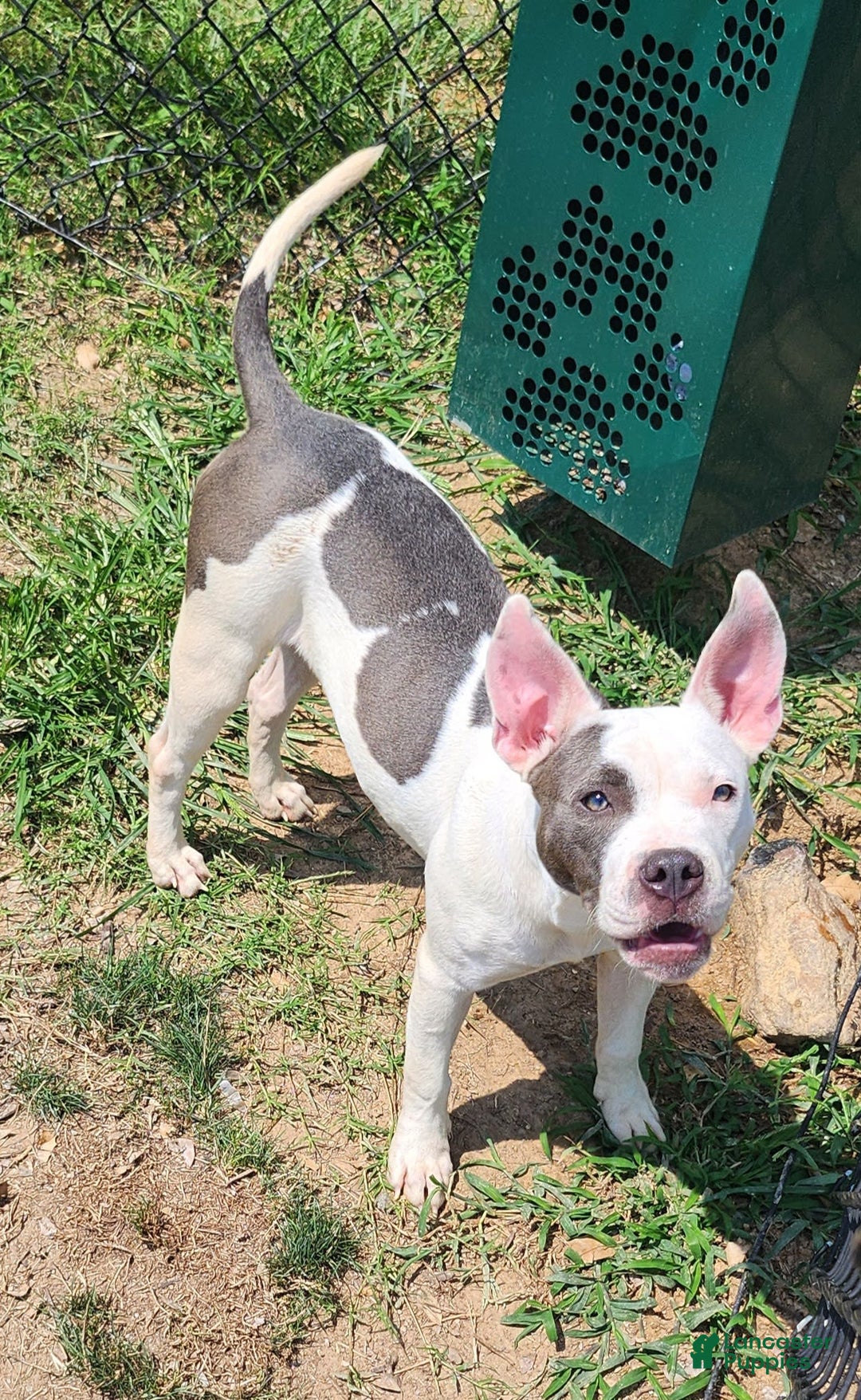 Gallery Image {{count}}