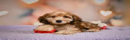 Cavapoo dogs for sale: Penny - Ad 10