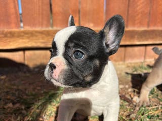 French Bulldog dogs Cow - Ad 16
