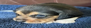 Beagle 1