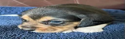 Beagle dogs for sale: Beagle 1 - Ad 1