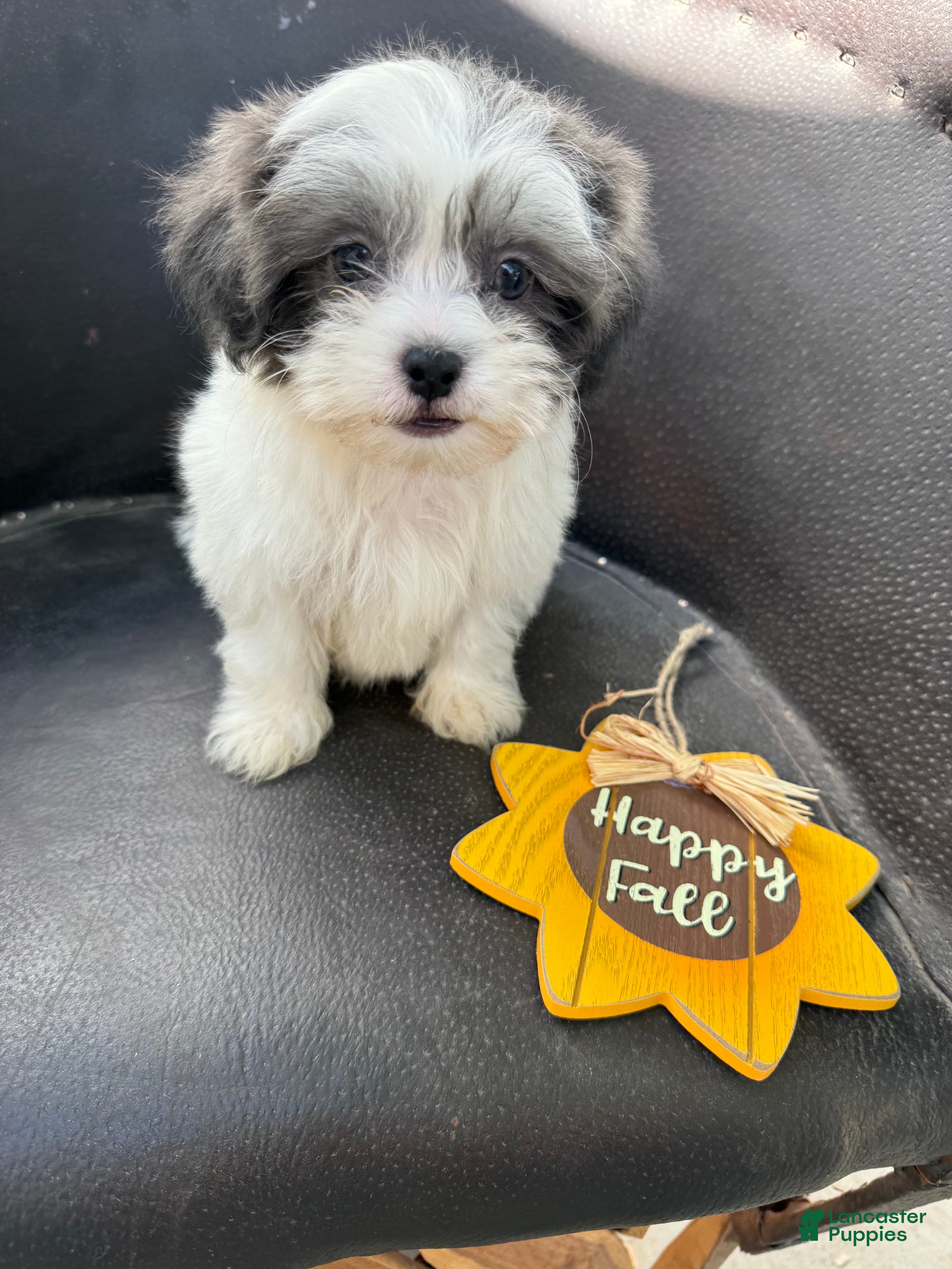 Shihpoo dogs for sale: Winston — The Adventurous Little Explorer - Ad 2