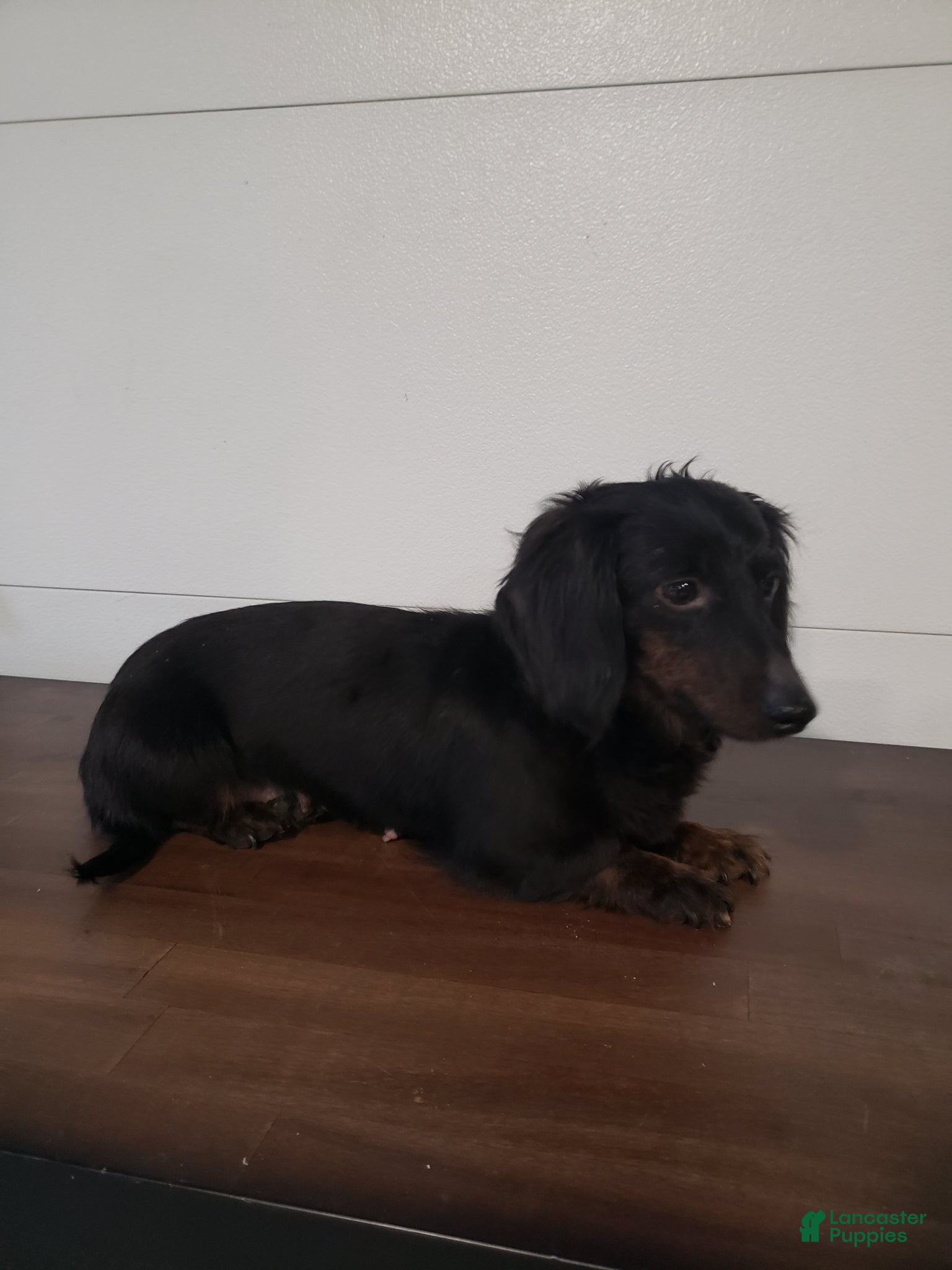 Miniature Dachshund dogs Miniature Dachshund Puppy 1 - Ad 2