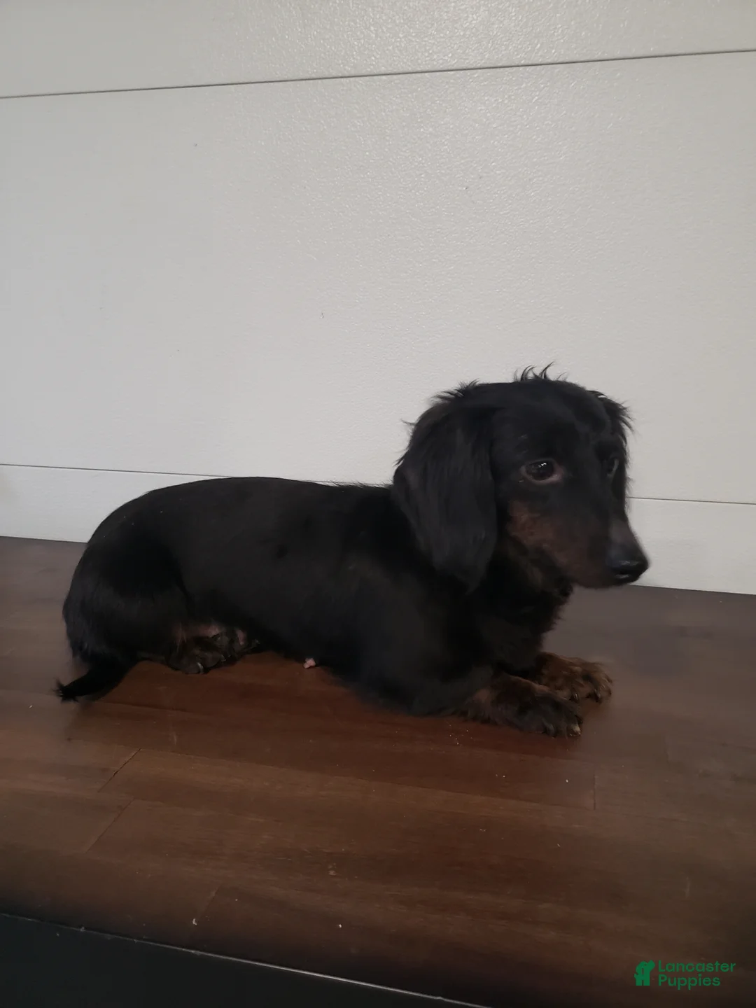 Miniature Dachshund dogs for sale: Miniature Dachshund Puppy 1 - Ad 2