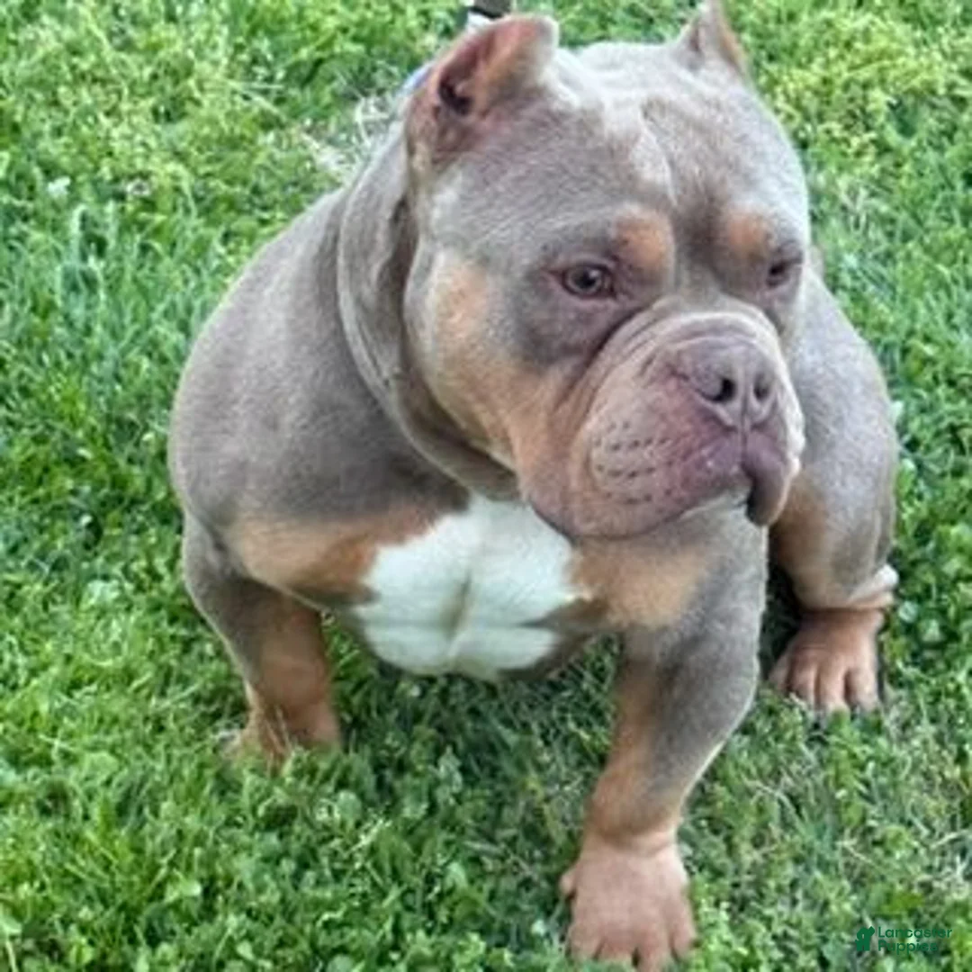 American Bully dogs for sale: FEMALE PINK COLLAR - Ad 6