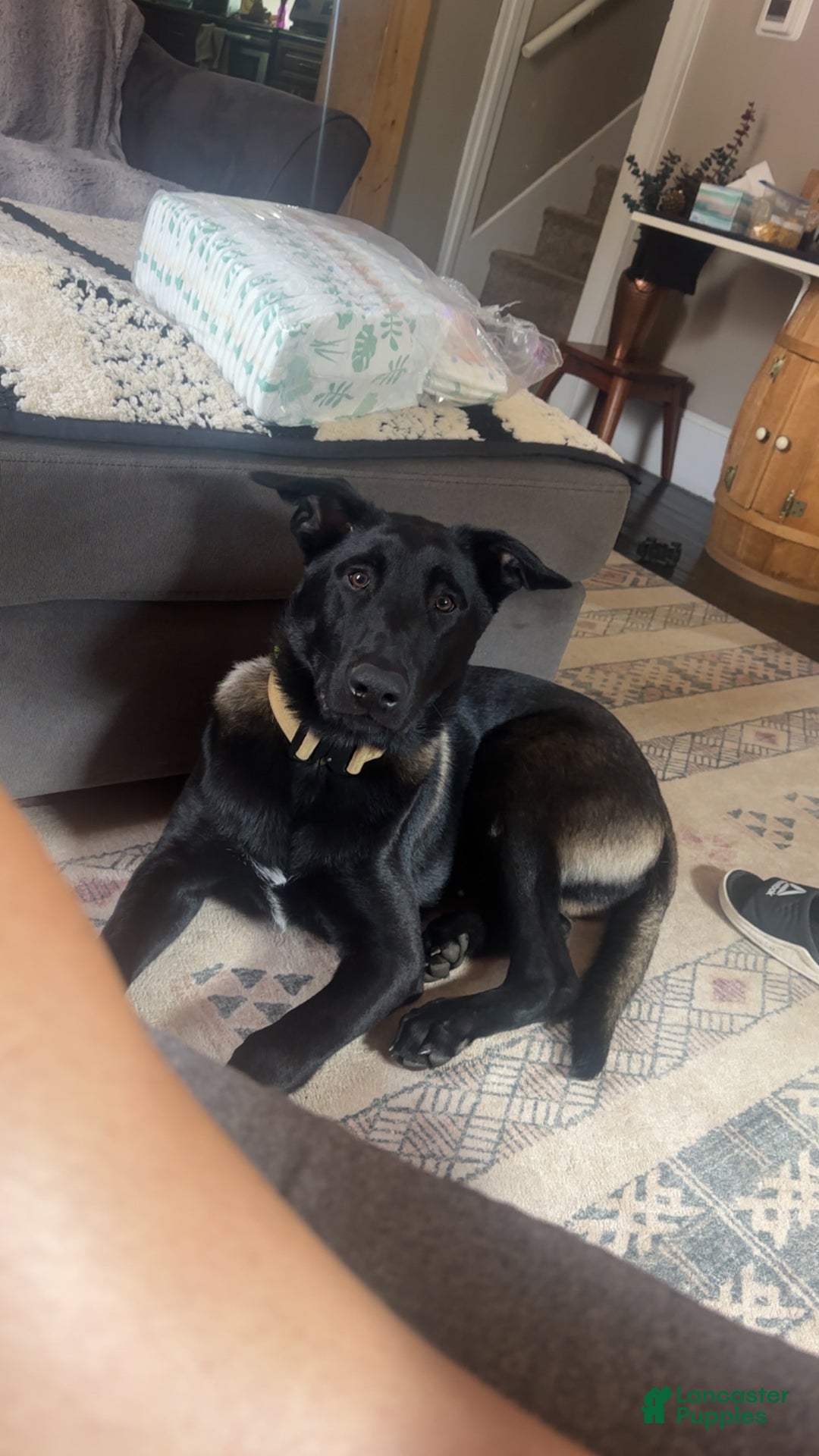 Belgian Malinois dogs for stud: Bode for stud - Ad 11