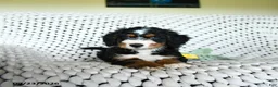 Mini Bernedoodle dogs for sale: Grayson - Ad 3