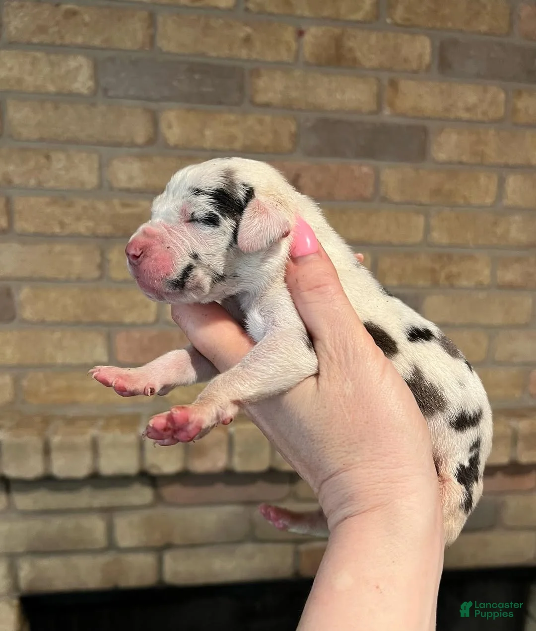 Great Dane dogs for sale: Carbon Creed's Flint Valor - Ad 1