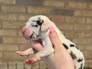 Great Dane dogs for sale: Carbon Creed's Flint Valor - Ad 4