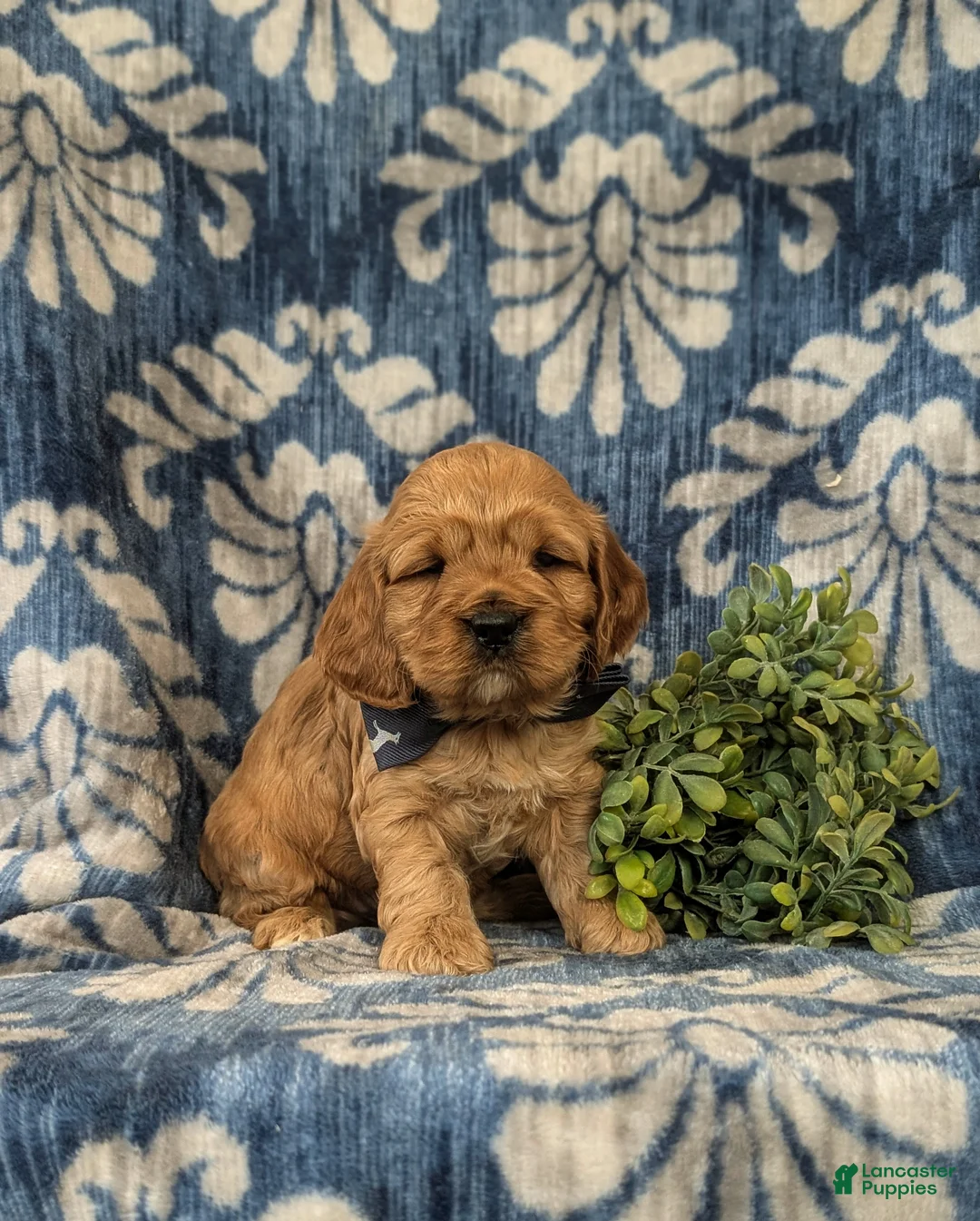 Cockapoo dogs for sale: Donnally - Ad 3