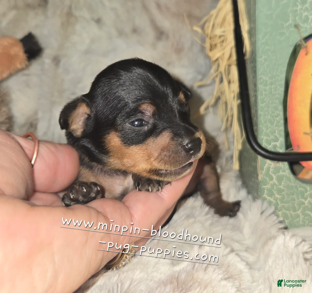 Miniature Pinscher dogs for sale: Gidget  - Ad 2