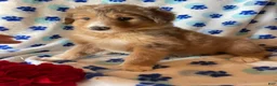 Mixed Breed dogs for sale: Lassie - Ad 3