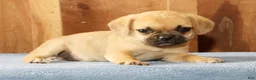 Puggle dogs for sale: Daisy - Ad 4