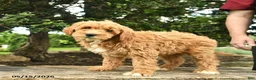 Goldendoodle dogs for sale: Monty - Ad 4