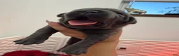 Cane Corso dogs for sale: Light Pink Collar - Janice  - Ad 3