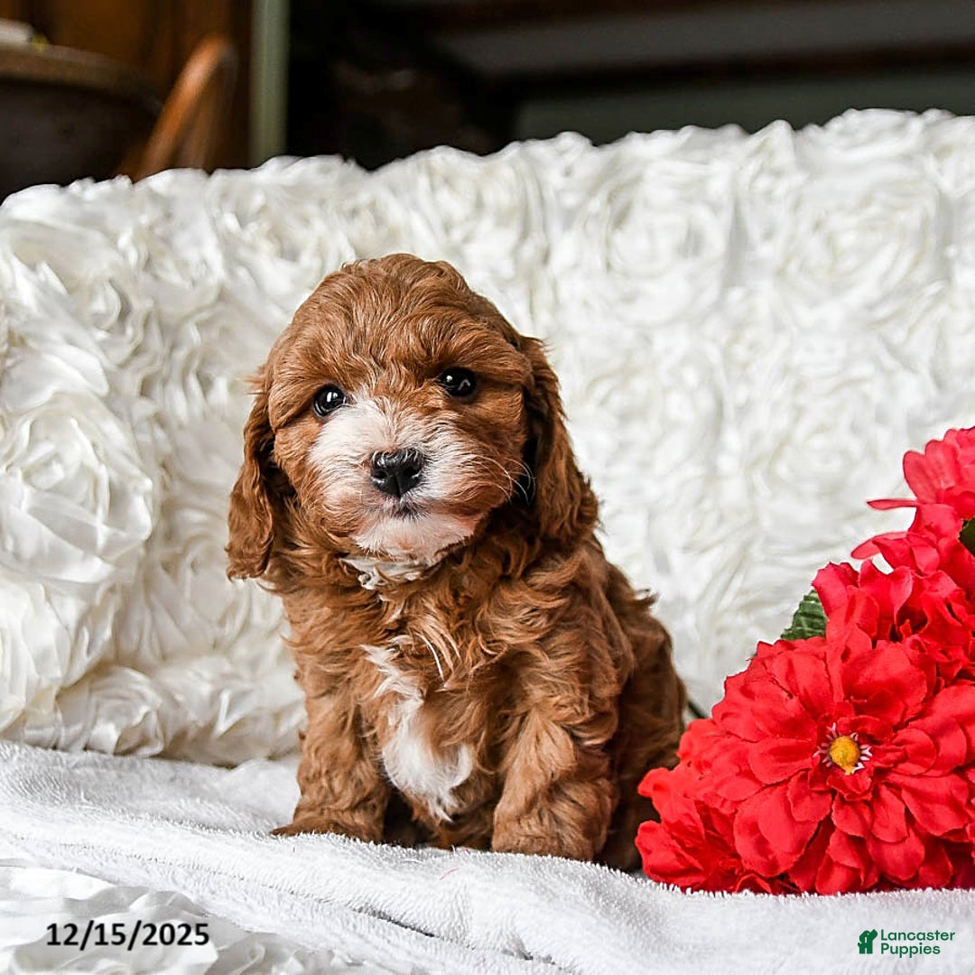 Cavapoo dogs for sale: Angel - Ad 4