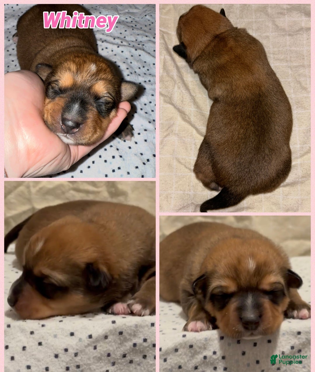 Mixed Breed dogs for sale: Whitney - Ad 2