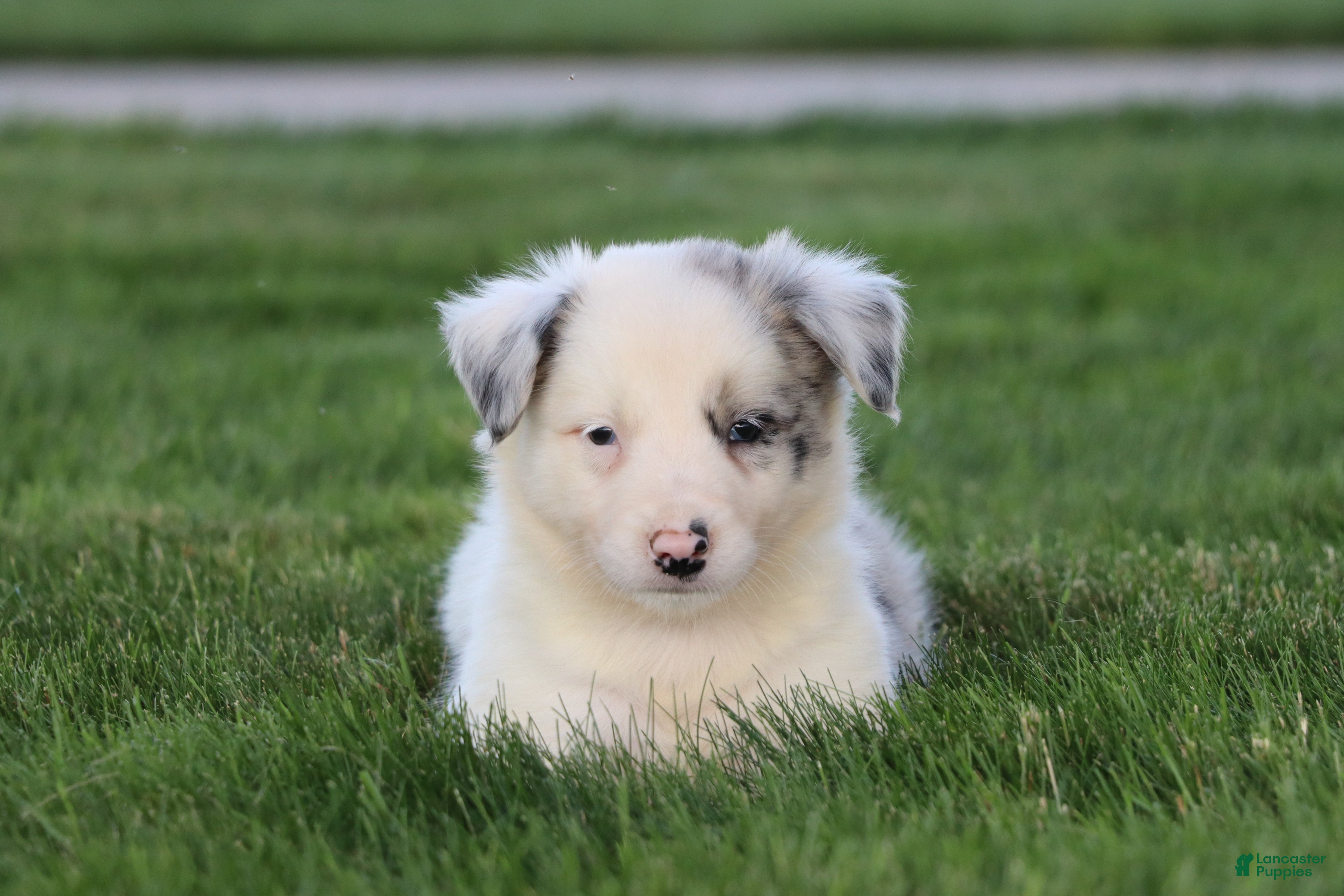Border Collie dogs Canyon - Ad 2