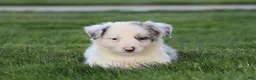 Border Collie dogs for sale: Canyon - Ad 2