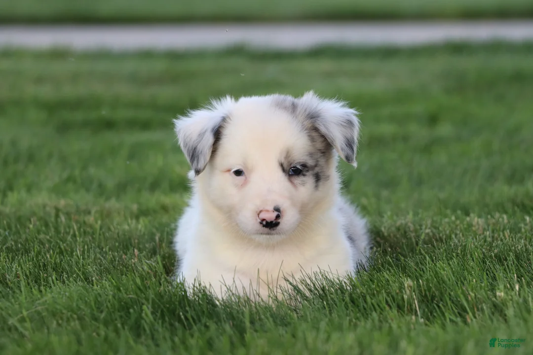 Border Collie dogs for sale: Canyon - Ad 2