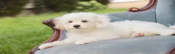 Mixed Breed dogs for sale: Smurf MUNCHKIN BERNEDOODLE - Ad 10