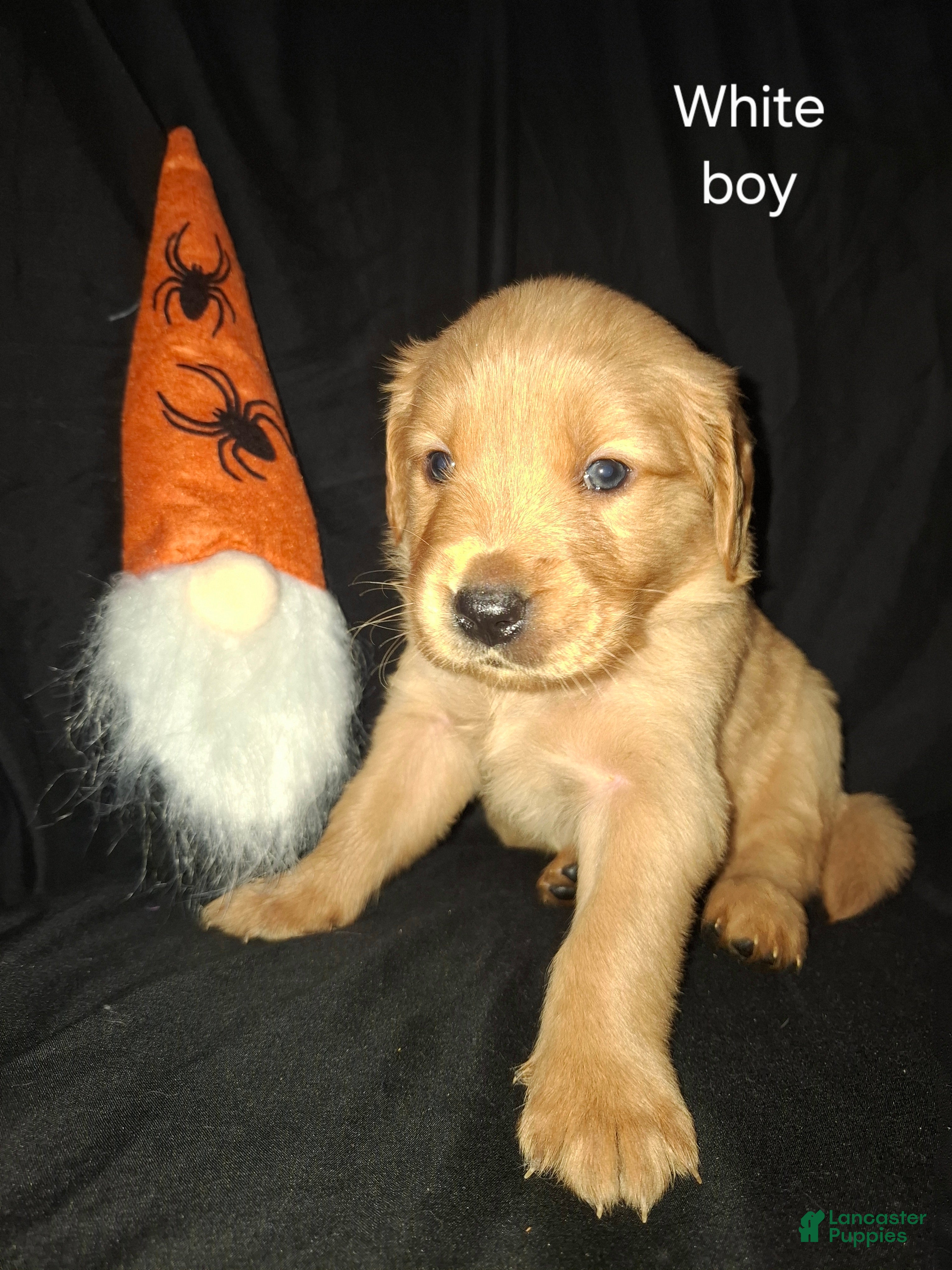 Golden Retriever dogs for sale: Golden Retriever 7 - Ad 29