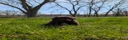 Newfoundland dogs for sale: Harper - Ad 17