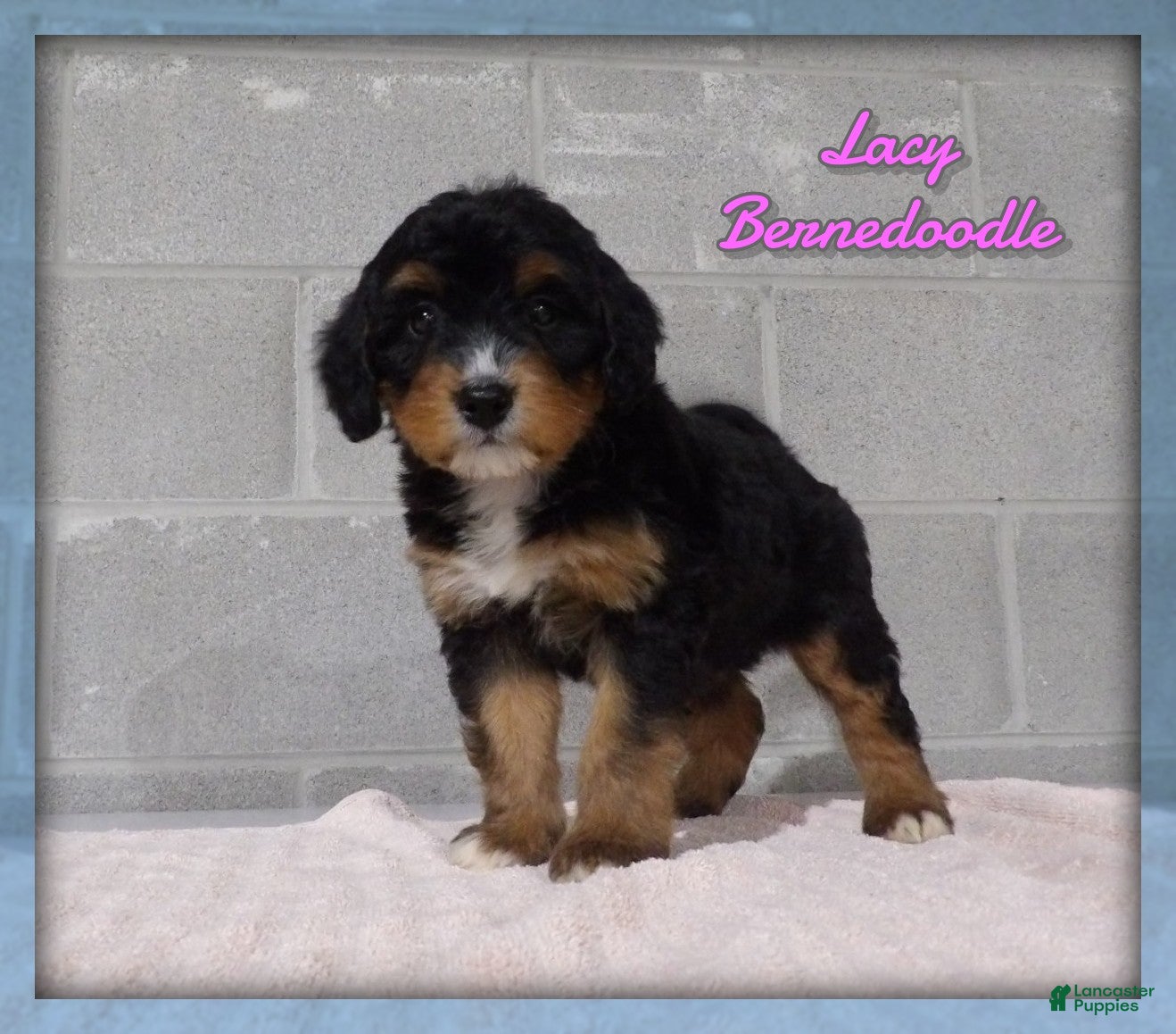 Bernedoodle dogs Lacy - Ad 1