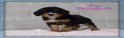 Bernedoodle dogs for sale: Lacy - Ad 1