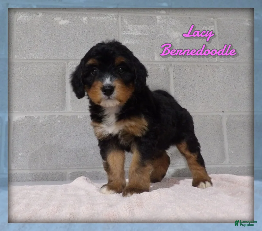 Bernedoodle dogs for sale: Lacy - Ad 1