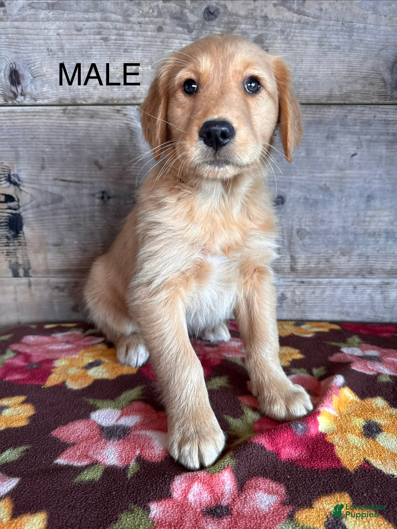 Golden Retriever dogs Golden Retriever Puppy 1 - Ad 1