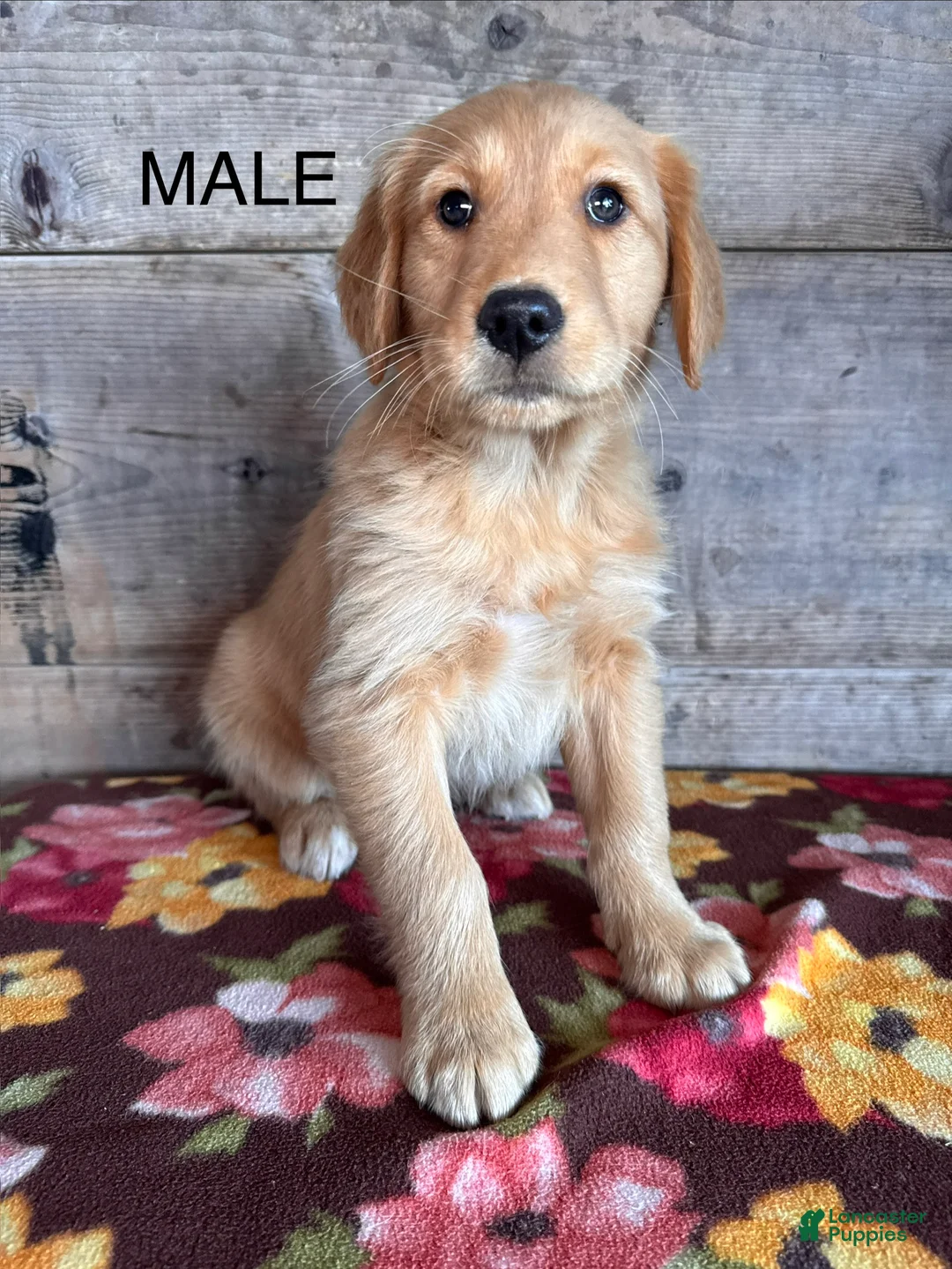 Golden Retriever dogs for sale: Golden Retriever Puppy 1 - Ad 1