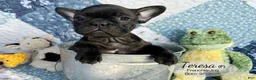 French Bulldog dogs for sale: Teresa - Ad 3