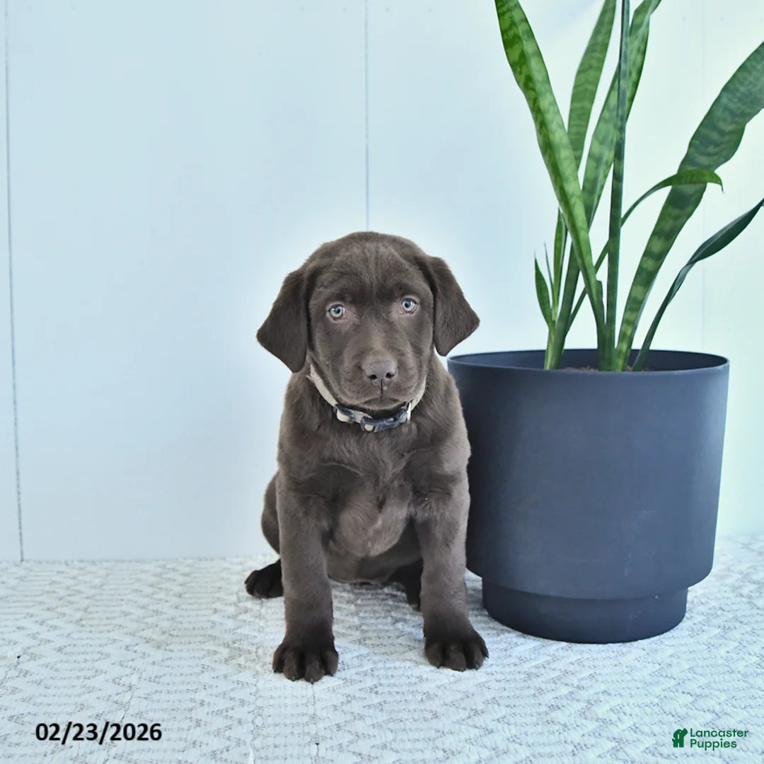 Labrador Retriever dogs for sale: Nova - Ad 1