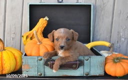 Mixed Breed dogs for sale: Timmy - Image 7