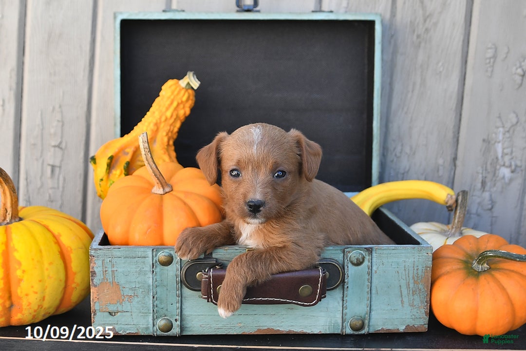 Mixed Breed dogs for sale: Timmy - Ad 7